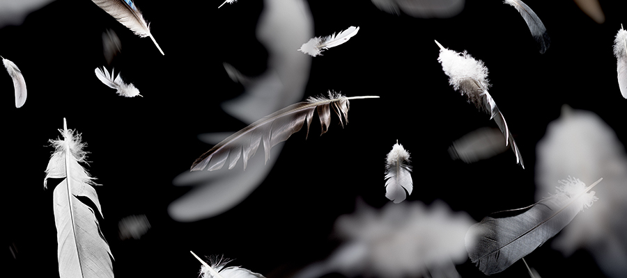 Atelier plumes haute couture visite luxe mode paris